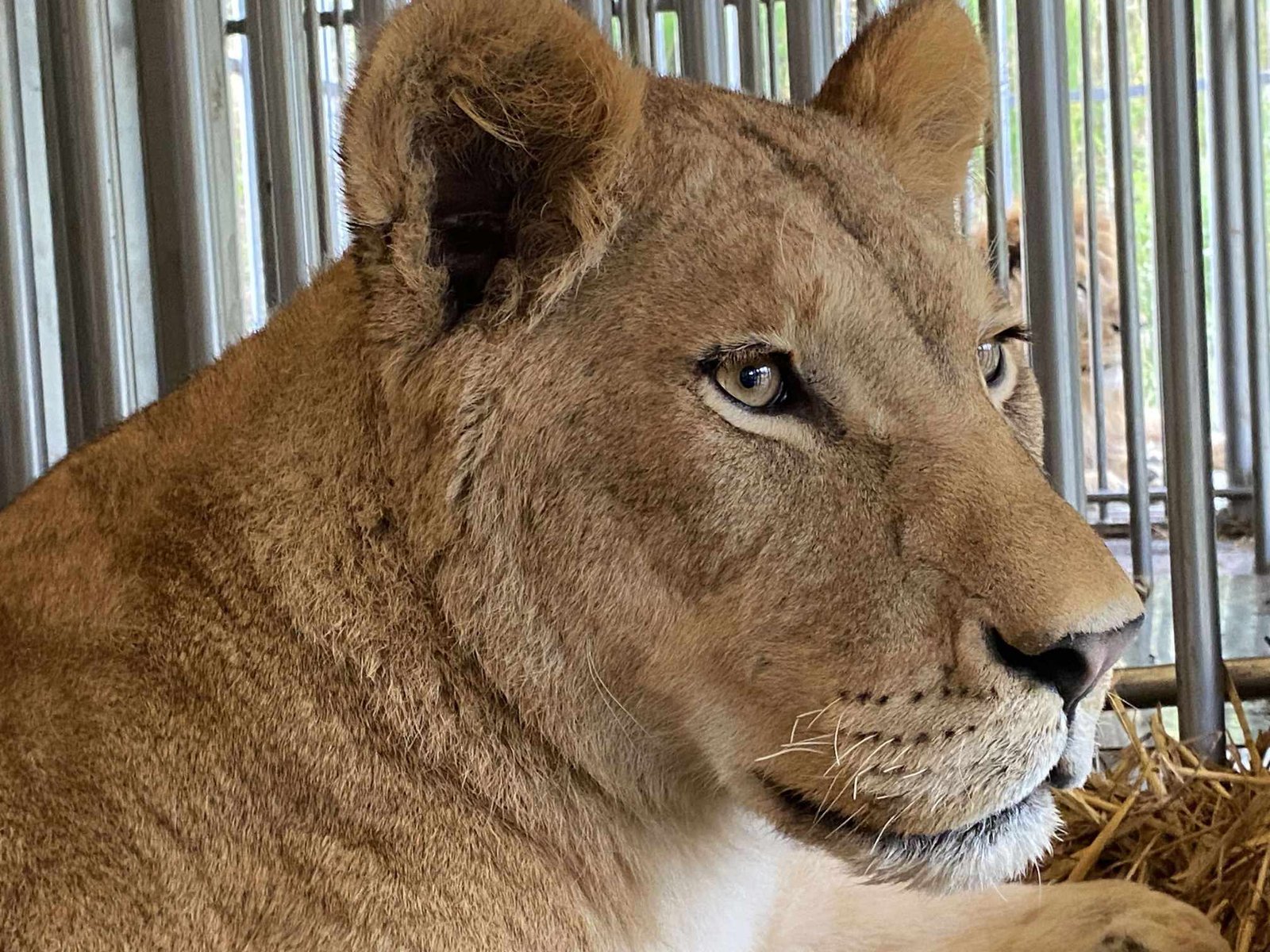 Messenger_creation_16D9D681-4BFD-4C5F-B34B-A2E1ED008753