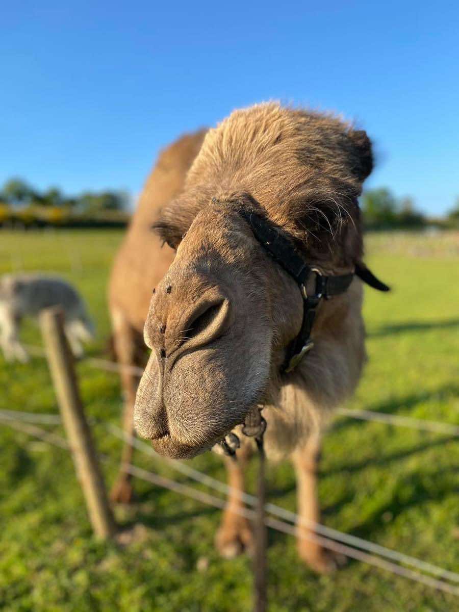 Messenger_creation_207E135E-23F3-4F9F-929C-BE39F29B69D1