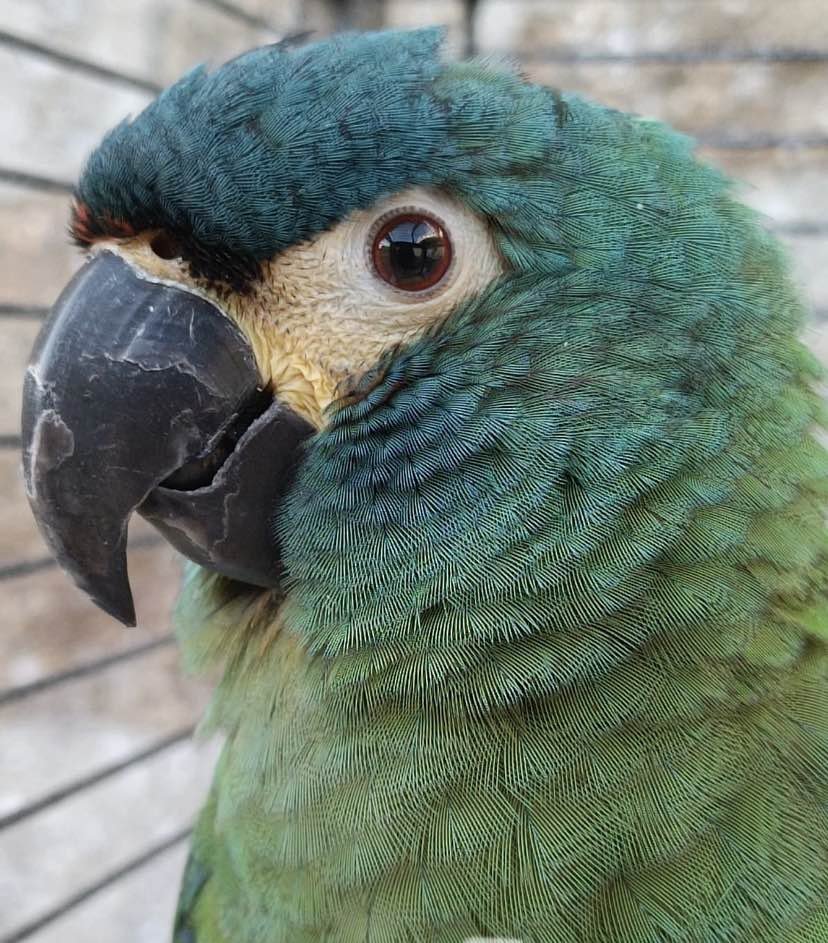 Messenger_creation_BB555011-75B2-43A8-A51F-B17590DBDD3B