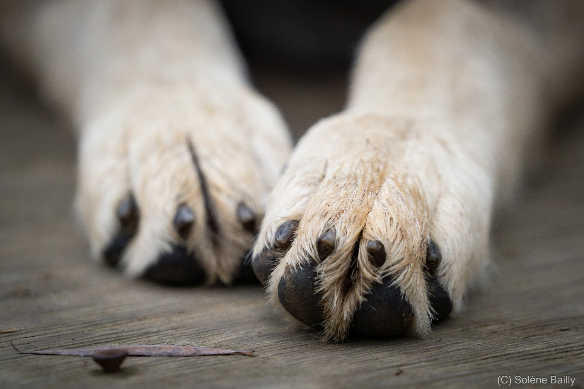 SB103305_Solene BAILLY Photos