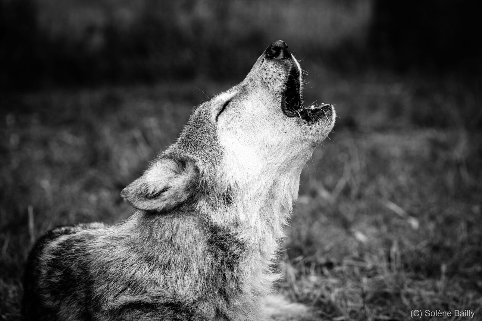 SB103355_Solene BAILLY Photos