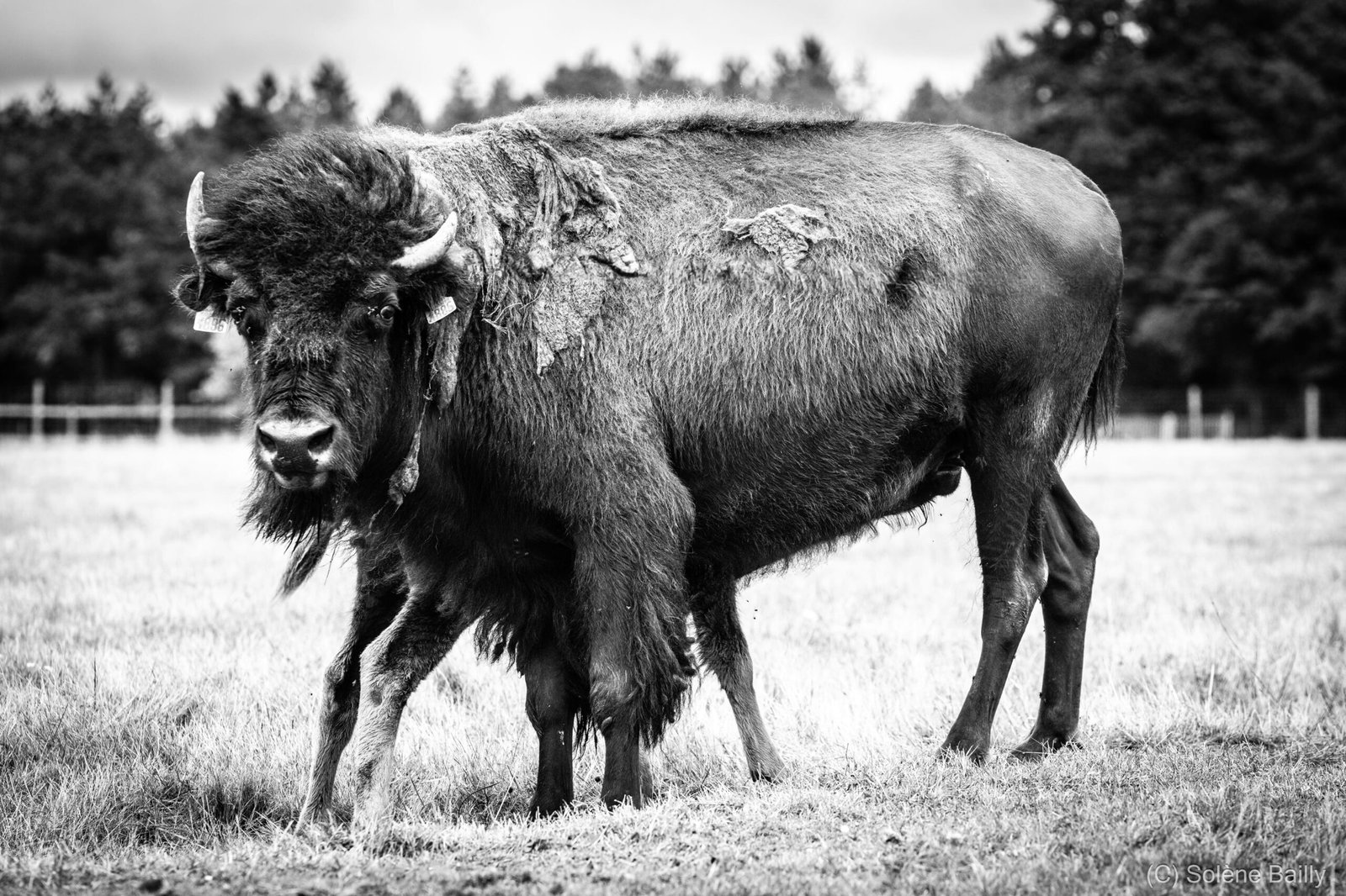 SB103391_Solene BAILLY Photos-2