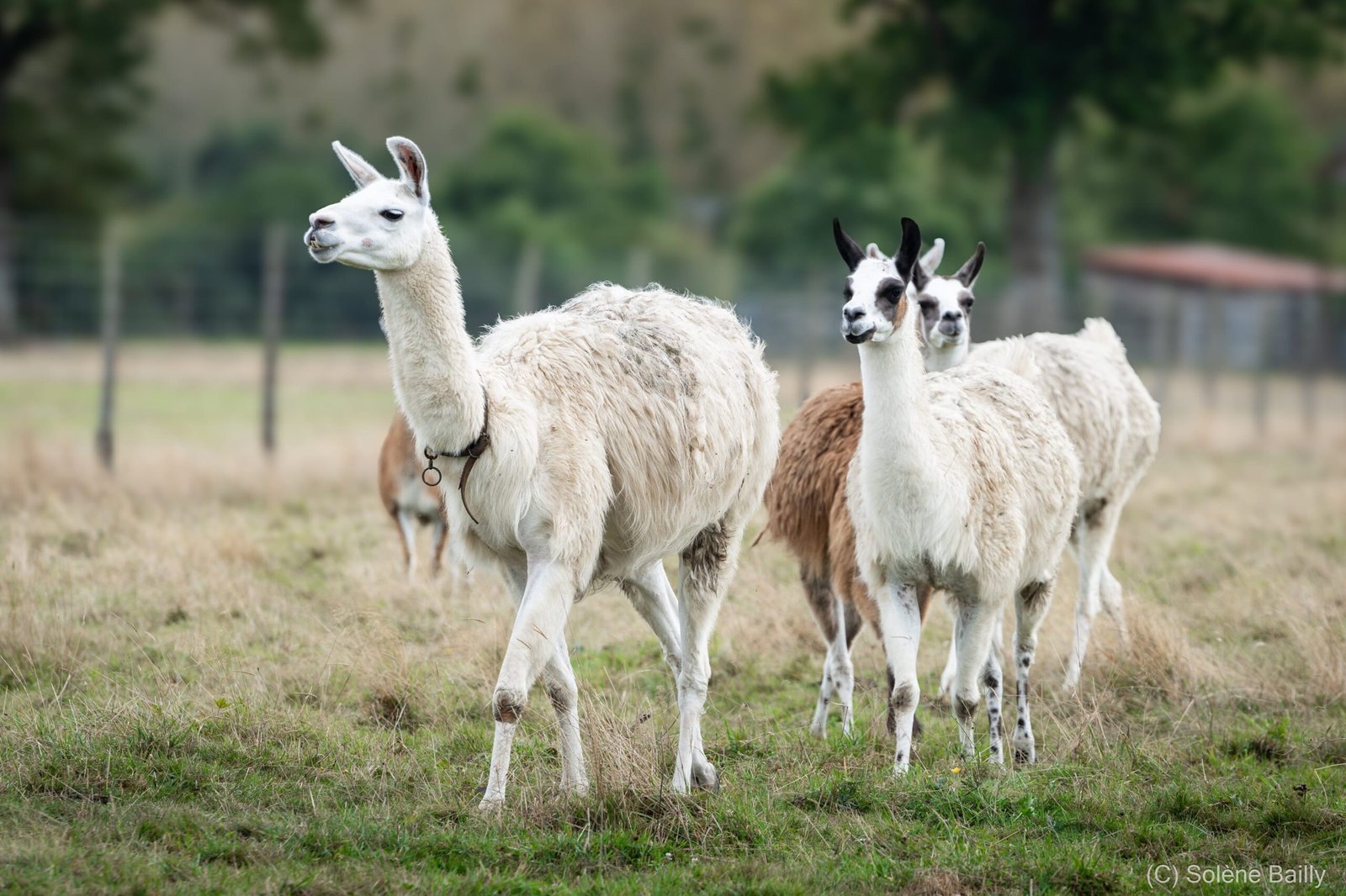 SB103437_Solene BAILLY Photos